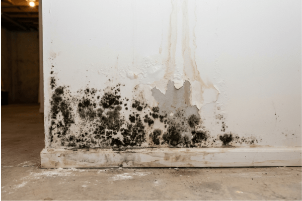 Mold growth on basement wall before remediation in Potomac MD