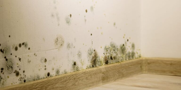 What Does Mold Smell Like? How to Identify a Musty Odor