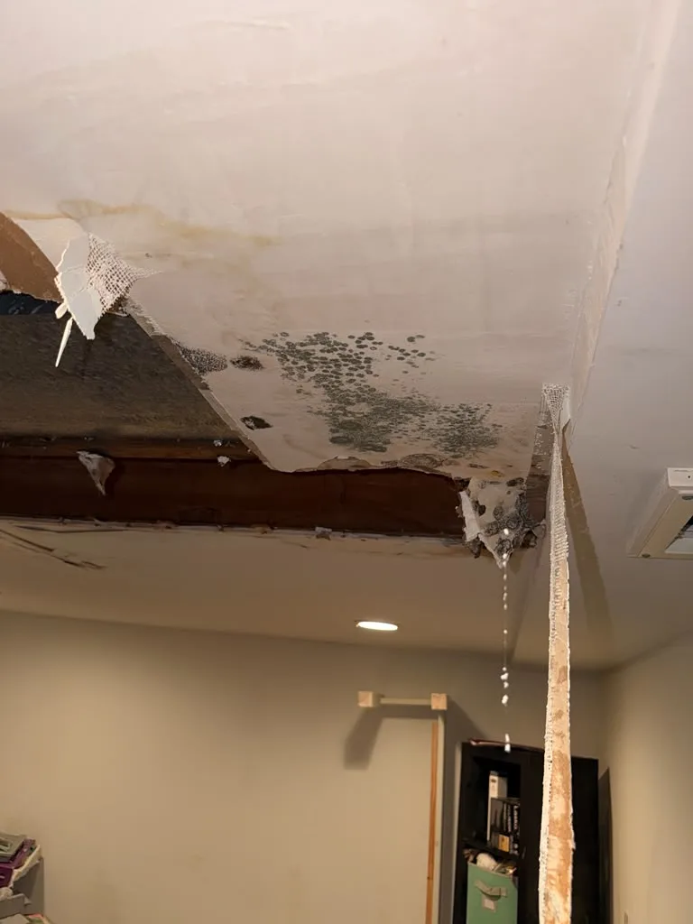 Water-damaged basement ceiling drywall with visible mold growth before remediation - Potomac MD