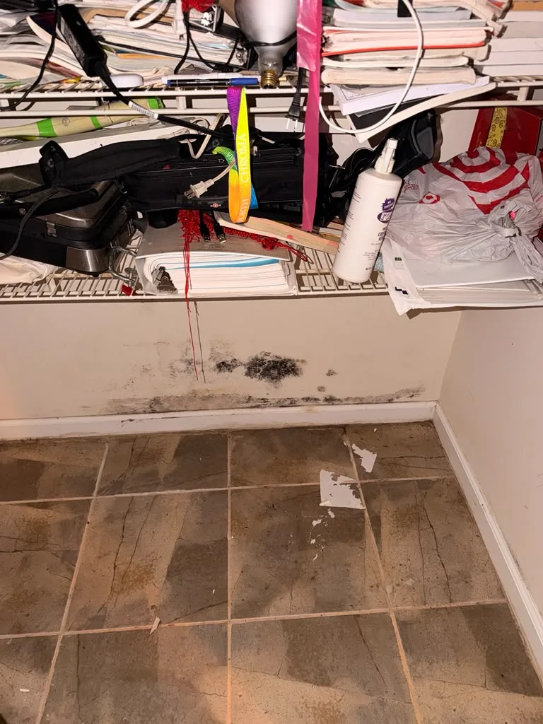 Mold growth along the wall base inside a basement storage closet