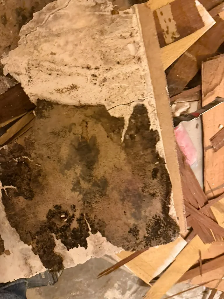 Back of removed ceiling drywall covered in dark mold growth